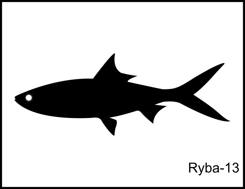 ryba 13